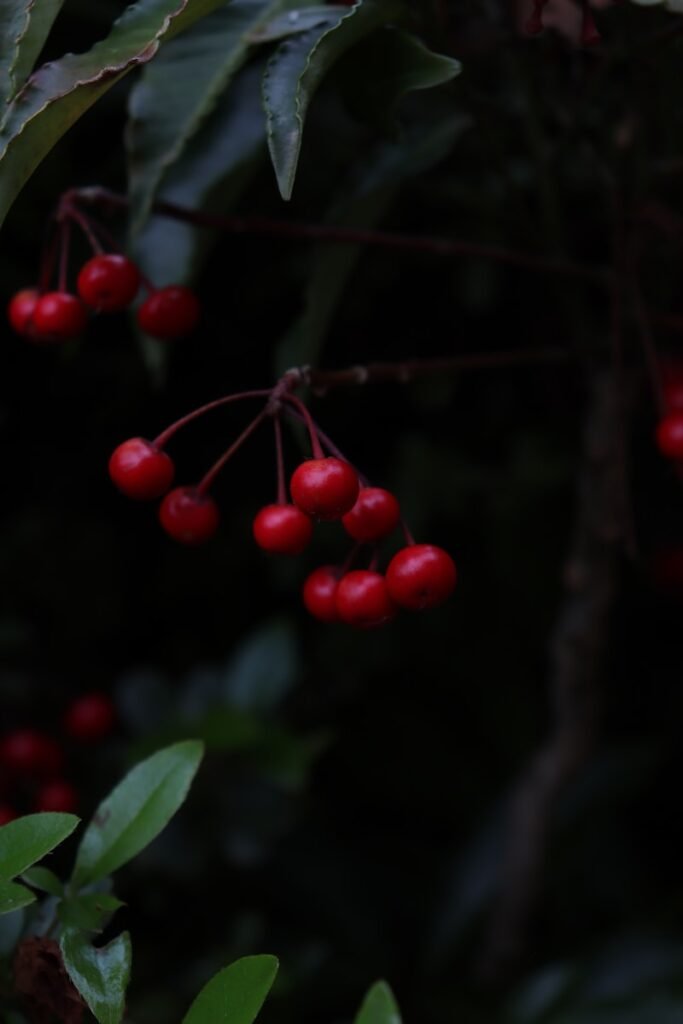 Herbolario en Las Palmas